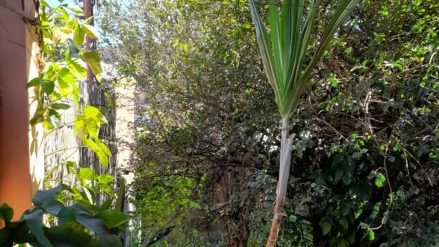 WhatsApp Image 2025-09-10 at 10.11.06